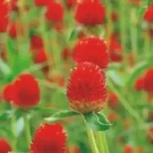 종묘사 천일홍 레드 꽃 야생화 꽃씨 씨앗 종자 품종 1000립