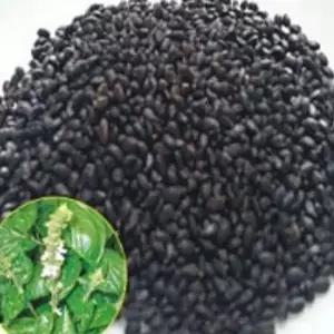 정원꾸미기 바질씨드 바질 무소독 샐러드용 씨앗 꽃씨 종자 600g