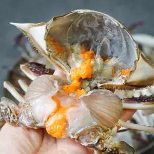 국내산 생물 암꽃게 3kg (12-18미)/빙장포장