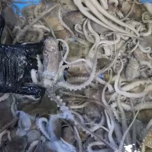 국내산 살아있는 산낙지 5미 산소포장 중소 마리당 (70-120g)