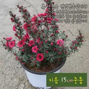 호주매화 빨강 (매화나무 모종)지름 15cm 중품화분 (좋은흙만 사용한 건강한식물)