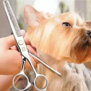 [반려] 고양이 미용 숱가위 이발가위 5인치 강아지 수제품