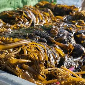 포항 자연산 해녀 돌미역 생물 1kg