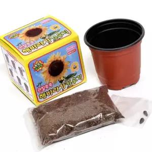 학교용품 실내식물기르기 관찰 방학 직접심고 피우는과정 꽃심기키트