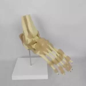 의학 모형 정형외과 발목 실습용 교구 인체 골격 해부학 발관절 어깨 스켈레톤