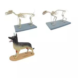 해부 모형 강아지 동물 교육용 인체 해골 장기 뼈 구조 과학 실습용 의료