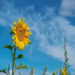 어른용 햇빛 300피스 퍼즐 게임의 해바라기 재미있고 도전적인 14년 이상