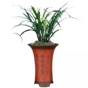 난초 동양난 화분 청자 풍란 복지금 인테리어 서양난