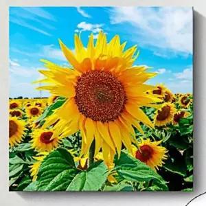 인테리어 해바라기 액자 그림 사진 그림 해바라기