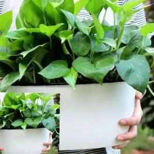 실내정원 자동물공급 플랜트박스 수경재배 허브키우기 베란다텃밭 가정용 식물재배기