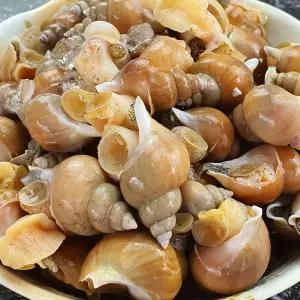 바다의 신선함을 그대로 담은 동해안 자연산 활백고동 백골뱅이 자숙백고동 1kg