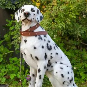 달마시안 모형 강아지 카페 인형 조형물 캠핑장 대형 (가로40 폭30 높이5