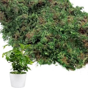 실내 식물을 위한 10온스 천연 녹색 이끼 - 공예용 건조림 리얼 인공 요정 정원 유리 테라리움 꽃무늬