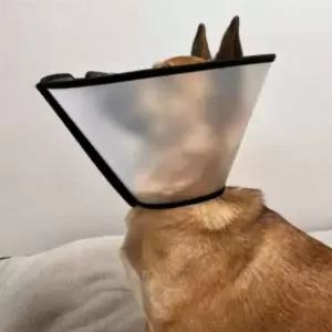 [RIZPICK]1호 찍찍이 강아지 둘레 43cm 고양이 넥카라 깔대기