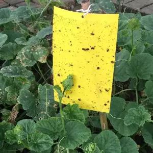 원예 뿌리파리 화분 화초 끈끈이 벌레 사각 파리왕 초파리 노란 트랩 퇴치