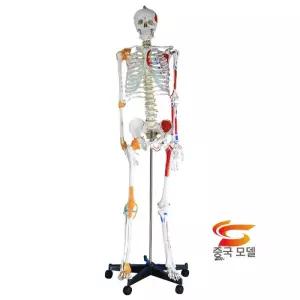 교육용 인체모형 소형 학생 해부학 교구 해골 뼈 장기 두개골 의료용 관절