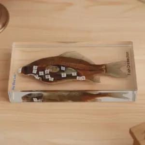 프리미어 표본 물고기해부 물고기 내부구조 어류 생선 뱃속 해부 관찰모형 LF-1201