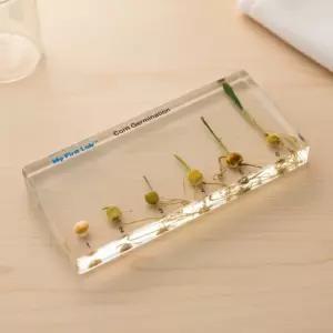 프리미어 성장표본 (옥수수) 씨앗발아 뿌리 새싹 줄기 식물 관찰 과학교구 LF-2604