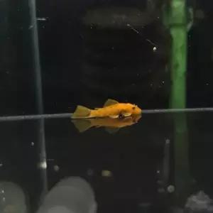 [AquAnci] 레드안시 숏핀 1마리