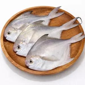 국내산 횟감 생물 병어 1kg A급