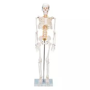 해골 전신 모형 골격 모델 표준 해부학 교육용 과학실 180cm