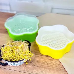 관찰학습 미니 콩나물 키우기 시루 체험 학습 재료 노인학교 미술학원 어르신 복지관