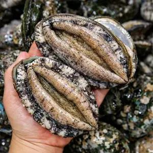 완도 활전복 대 12미 (미당 70~80g내외)