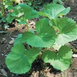 국산 가을 산나물 곰취 씨앗 품종 종자 5000립