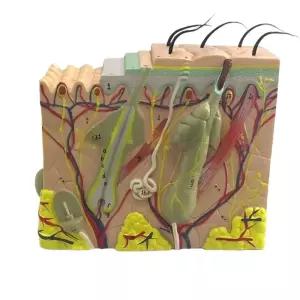 조직 피부모형 확대 모낭 단면 해부학 해면 두피 미용 실습용 교육 의학