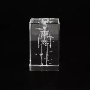 가정 및 사무실 장식을 위한 3D 인체 골격 크리스탈 모델 해부학적 의사와 학생을 특별한 선물