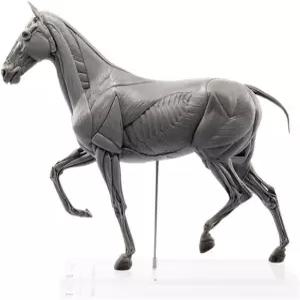 WLNT돌라 에볼로바토리 근육 해부학 말 모델 동물 피규어 장면 수집가 아트 데코레이션 선물