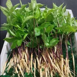 고급새싹삼 중 사이즈 17-20cm내외삼 농원삼 해풍삼 사포닌 채소 사계절 샐러드재료 삼잎 삼뿌리 영종도삼