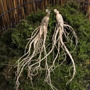 담금주재료 산의 기운 강원도 산양삼 효능 12년근 사포닌 먹는법