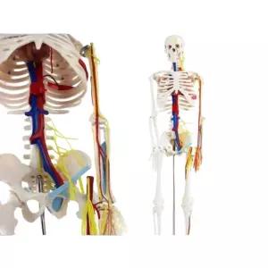 인체모형 스켈레톤 골격 구부릴 해부학 뼈 수 모형 전신골격 인체