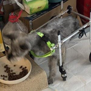 이동성 회복을 강아지 휠체어 소형 카트 장애인 반려동물 자전거 트레일러 네 발 비글 불독 코기 XXXS