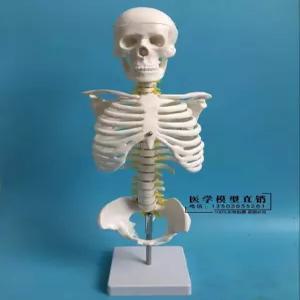 인체 해골 모형 관찰 이동식 과학실 두개골 척추 뼈대 해부학