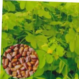 결명자 콩과 약용 약초 종자 품종 식물 씨 씨앗 600g