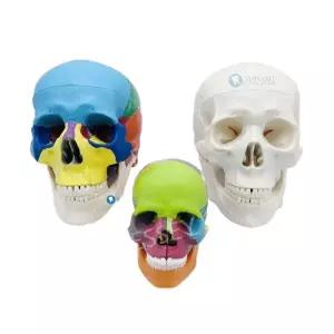 뼈모형 교육 의료 분리형 모델 크기 해부학의 장비 부품 인간 생활 과학 해부학 도구 해골