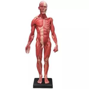 인형 피규어 근육 해부학 미니어처 모형 인체 소품