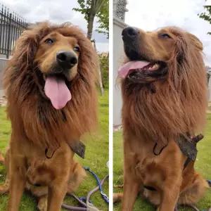 onyou 골든 리트리버 강아지 모자 중대형견 변신용 애견 사자 갈기 헤어피스 웃긴 스타일