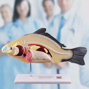 물고기 해부학 모형 어류 교구 피규어 인조 전시 생물학습 문어 실습 양식업 표본 가을