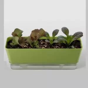 [콩심팥심]상추 텃밭 키우기 세트 식물 화분 재배기 씨앗 채소 베란다텃밭화분