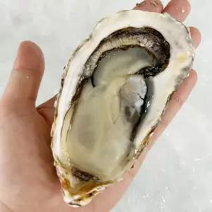 하프쉘 굴 모든순간 60미 생굴 하프셀 반각굴 깐굴