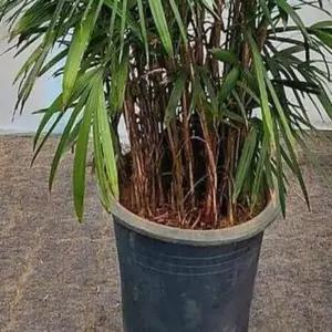 삭제 거실식물 실내관엽식물 거실나무