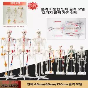 골격모형 전신 뼈모형 해부학 교구 교육용 대형 해골