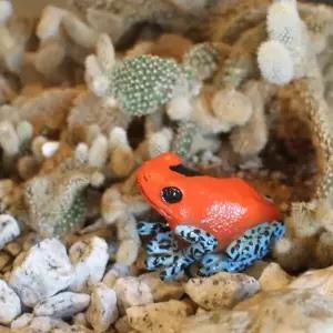 /브리스크스타일 딸기 독 화살 개구리 자석 클립 정리 오브제