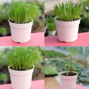 고양이 캣닢 캣그라스 고양이풀 키우기 재배 세트