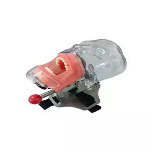 치아모형 연습 치위생과 실기 교육용 치과 인체 구강 훈련 시뮬레이션