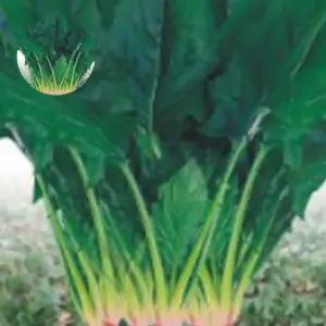 월동시금치 야채 채소 식물 종자 씨앗 400g