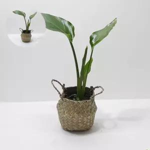 홈가드닝 여인초(소) 해초바구니 관엽식물 실내화분